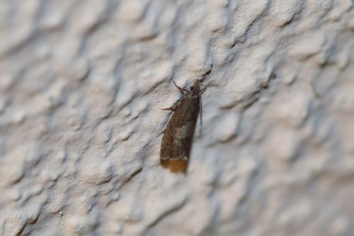 Réf. 282 342 : Dichrorampha sp.
